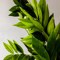 Cocculus Bunches