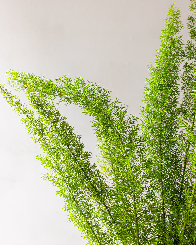 foxtail indoor plant Foxtail Fern Bunches – Gracious Garlands