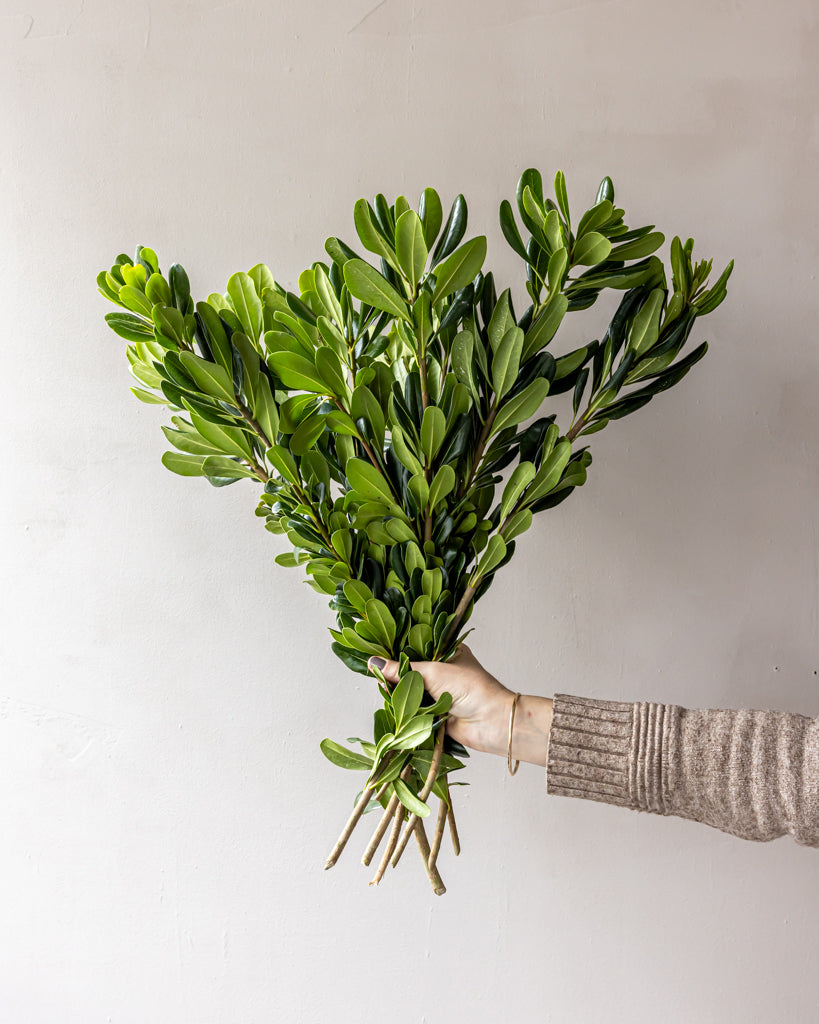 Pittosporum Bunches – Gracious Garlands