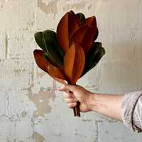 Magnolia Tip Bunches