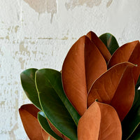 Magnolia Tip Bunches