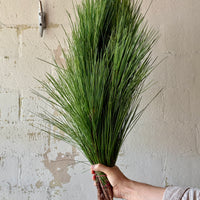 Long Needle Pine Bunches
