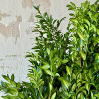 Boxwood Bunches