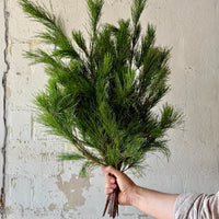 Short Needle Pine Bunches