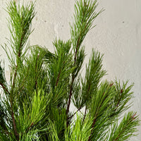 Short Needle Pine Bunches