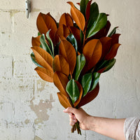 Magnolia Stem Bunches