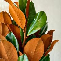 Magnolia Stem Bunches