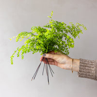 Maiden Hair Fern Bunches