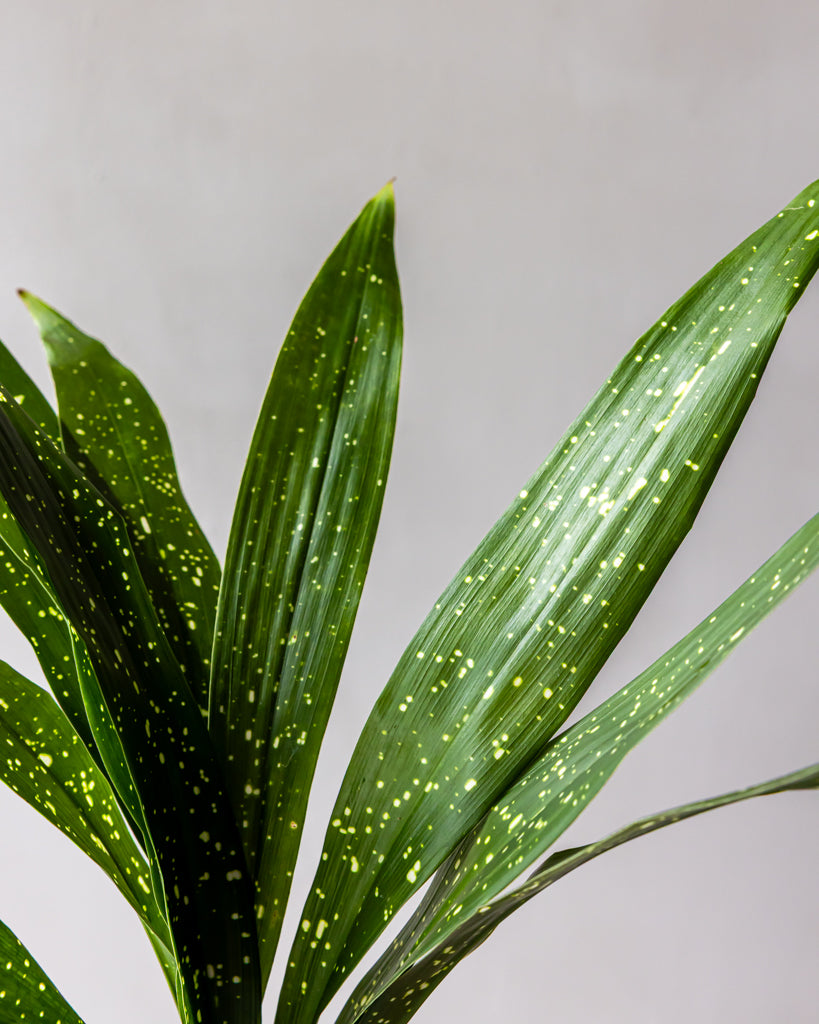 Milky Way Aspidistra Bunches – Gracious Garlands