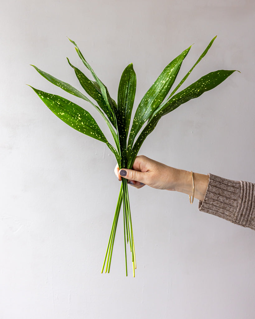 Milky Way Aspidistra Bunches – Gracious Garlands