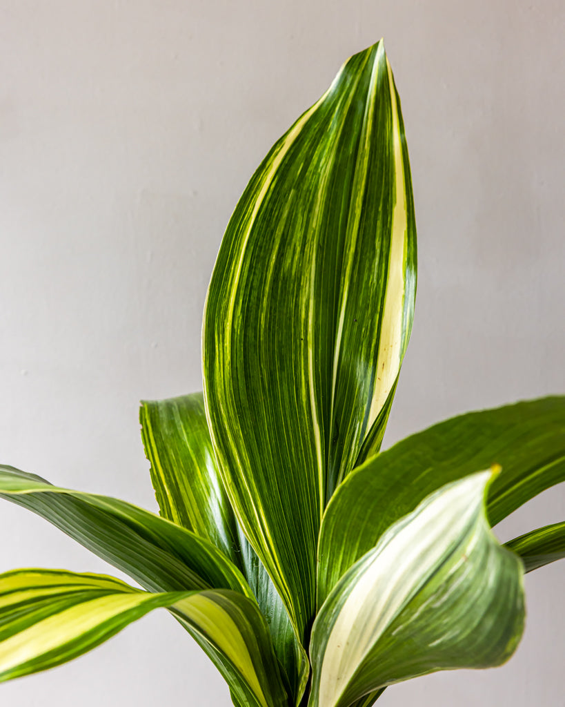 Varigated Aspidistra Bunches  Gracious Garlands