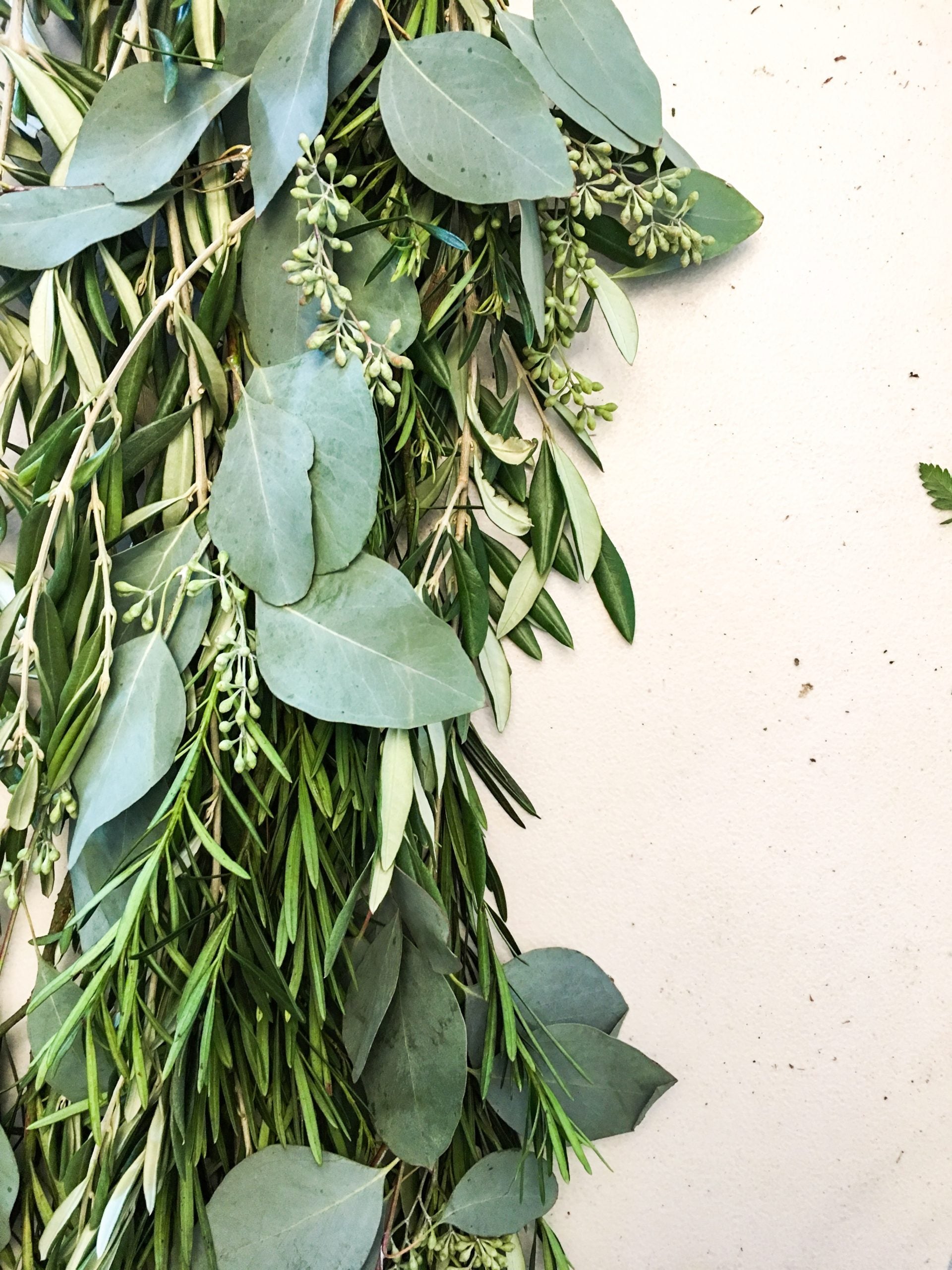 seeded eucalyptus plant Olive, Podocarpus and Seeded Eucalyptus Garland