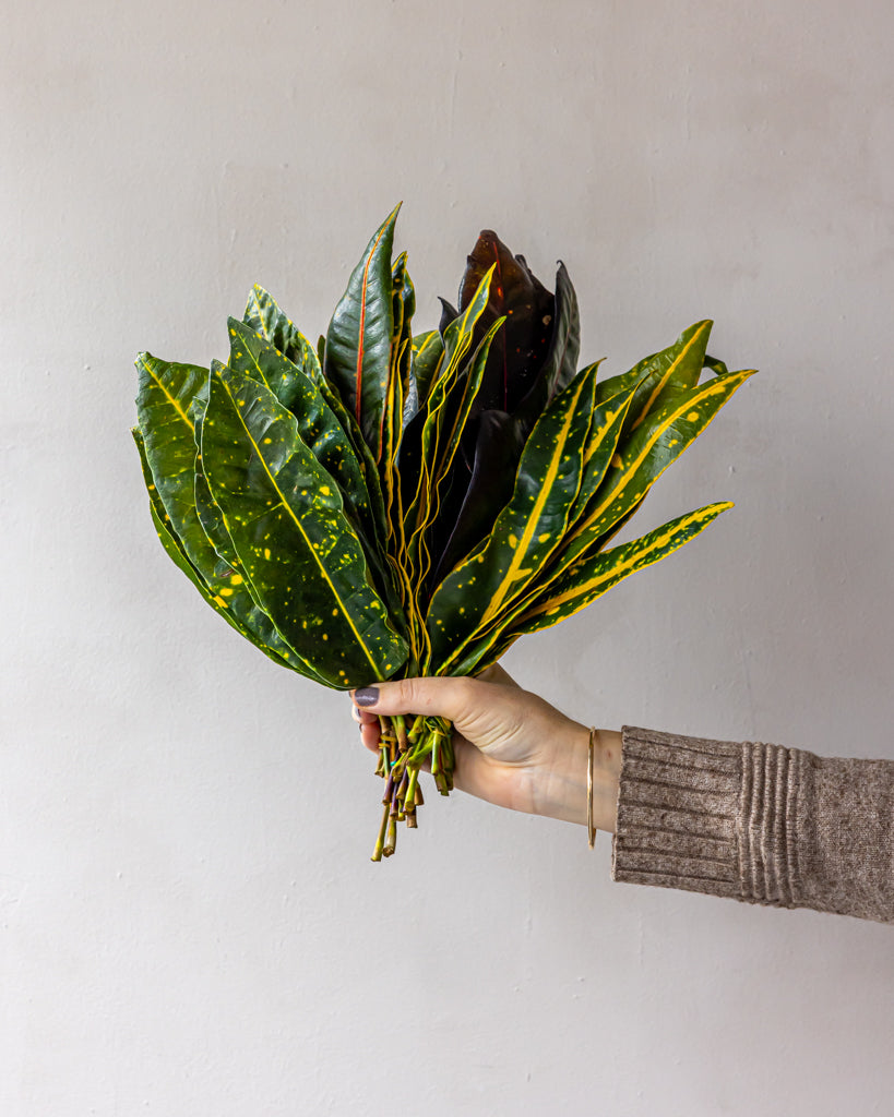 Mixed Bag Tropical Croton Bunches