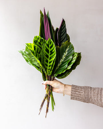 Mixed Bag Tropical Calathea Bunches