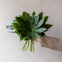 Aralia Fatsia Bunches