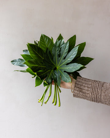 Aralia Fatsia Bunches