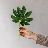 Aralia Fatsia Bunches