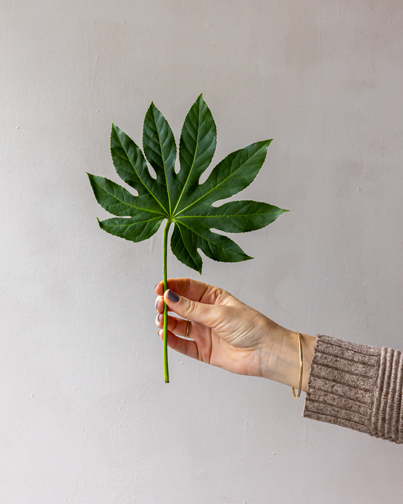 Aralia Fatsia Bunches