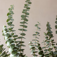 Baby Blue Eucalyptus Bunches