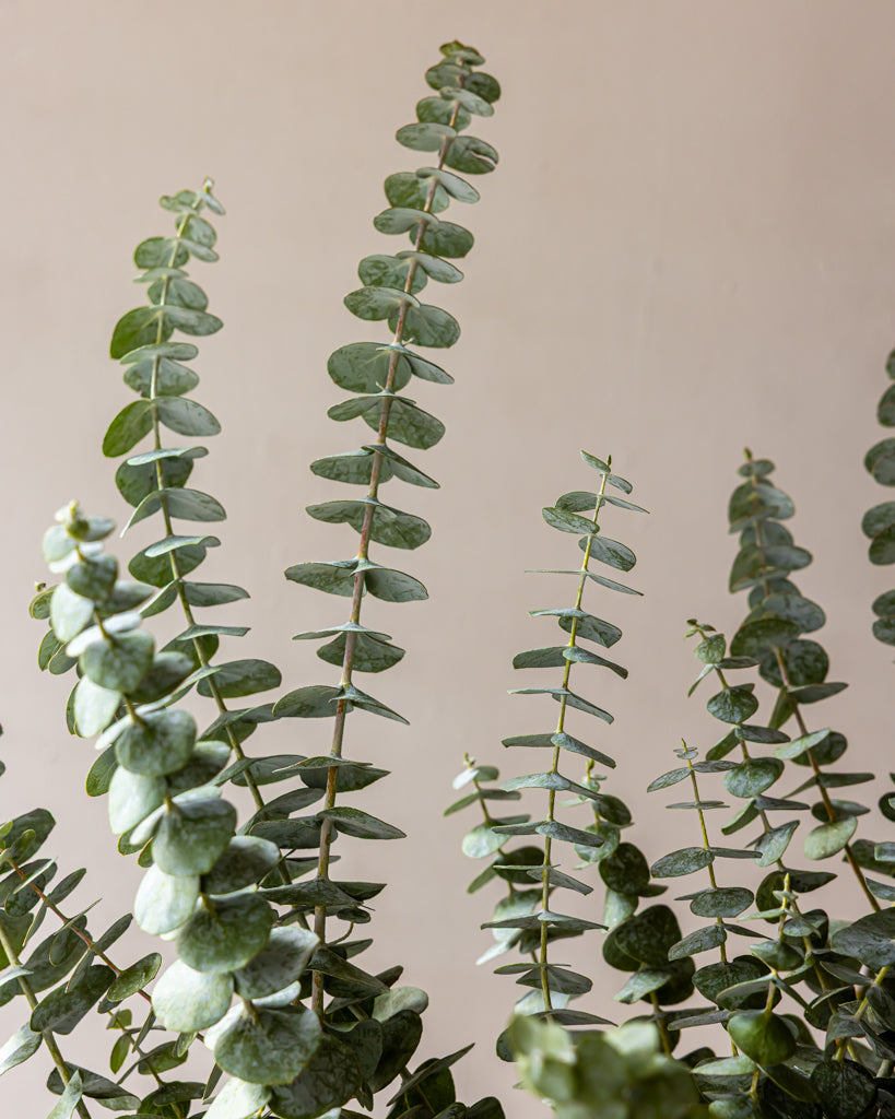 Baby Blue Eucalyptus Bunches