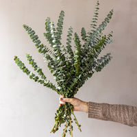 Baby Blue Eucalyptus Bunches