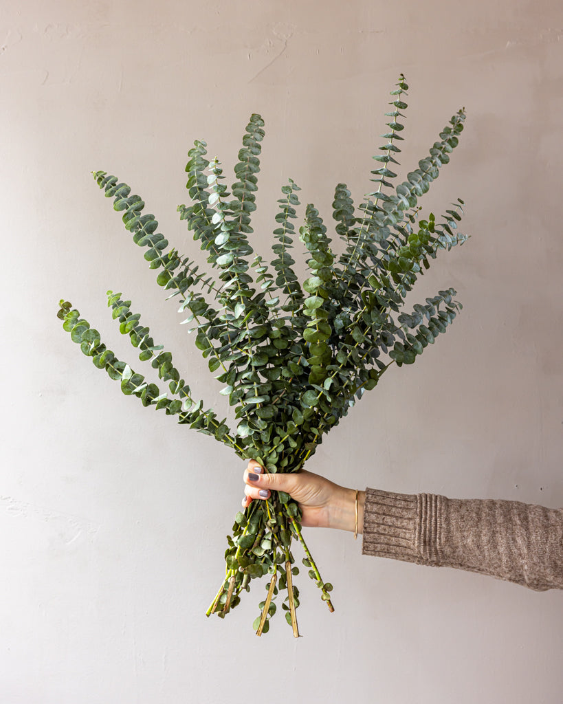 Baby Blue Eucalyptus Bunches