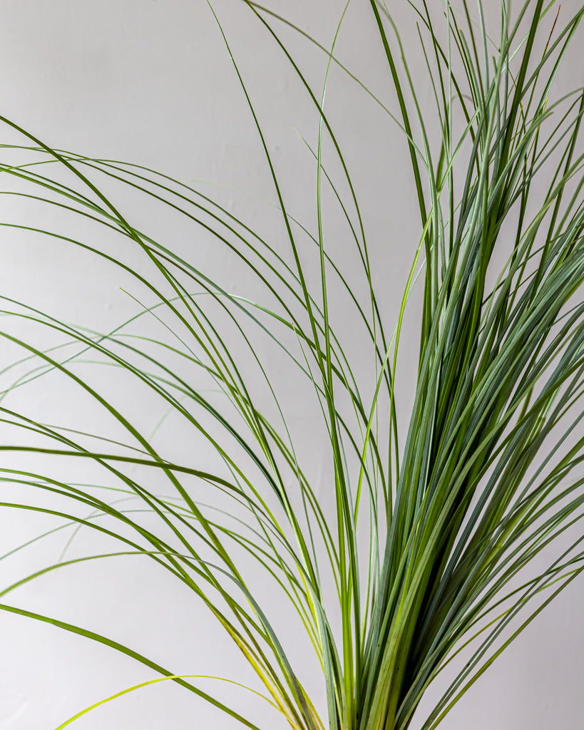 Bear Grass Bunches