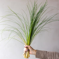 Bear Grass Bunches