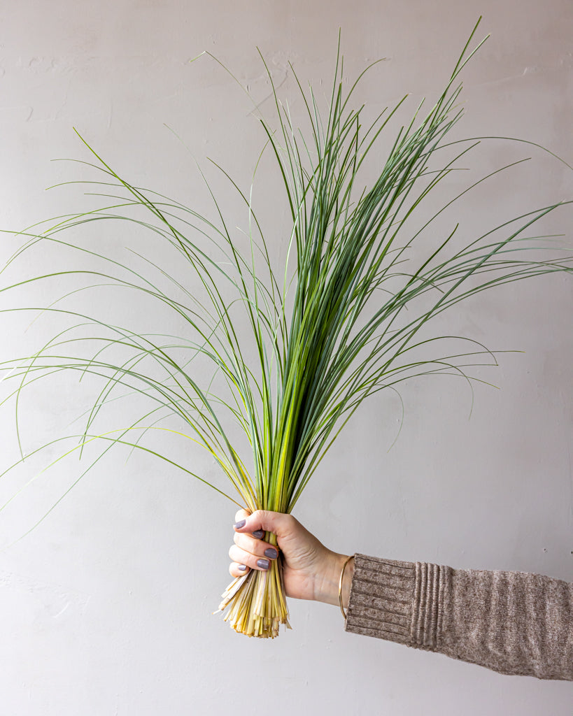 Bear Grass Bunches