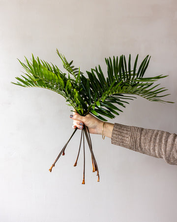 Coontie Fern Bunches