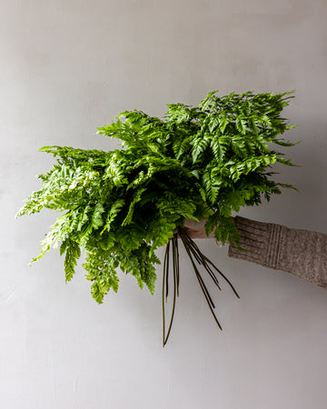 Fancy Cleopatra Fern Bunches