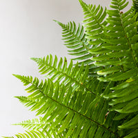 Flat Fern Bunches