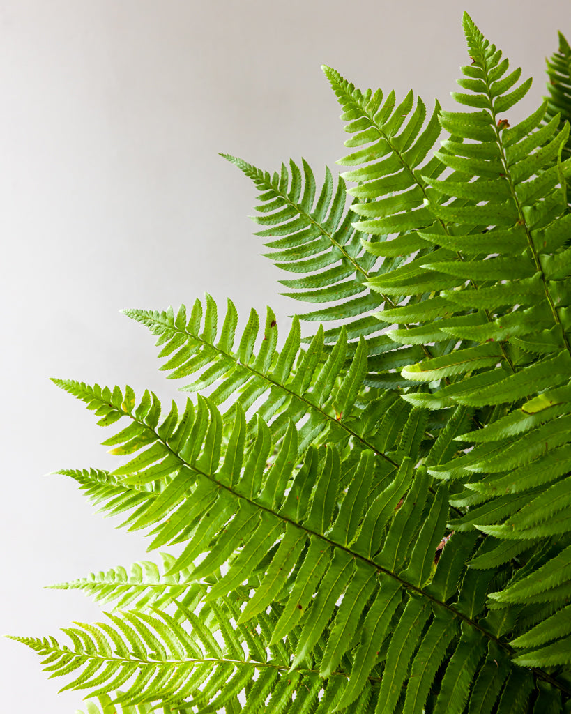 Flat Fern Bunches