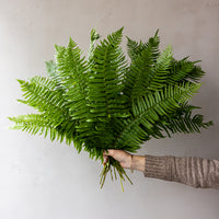 Flat Fern Bunches