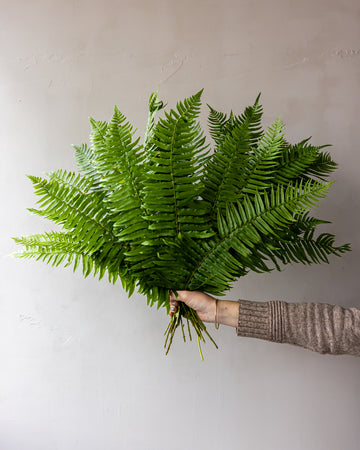 Flat Fern Bunches