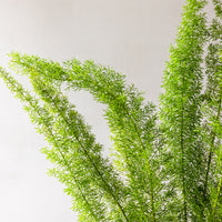 Foxtail Fern Bunches