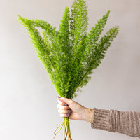 Foxtail Fern Bunches