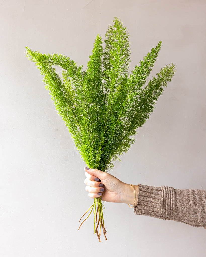 Foxtail Fern Bunches