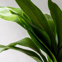 Green Aspidistra Bunches