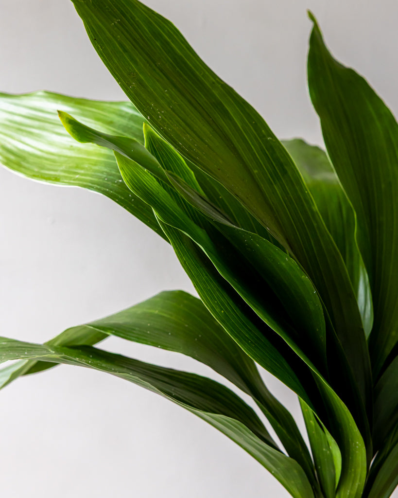 Green Aspidistra Bunches