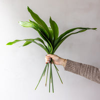 Green Aspidistra Bunches