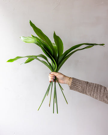 Green Aspidistra Bunches