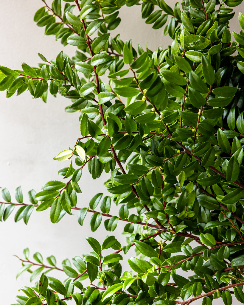 Green Huckleberry Bunches