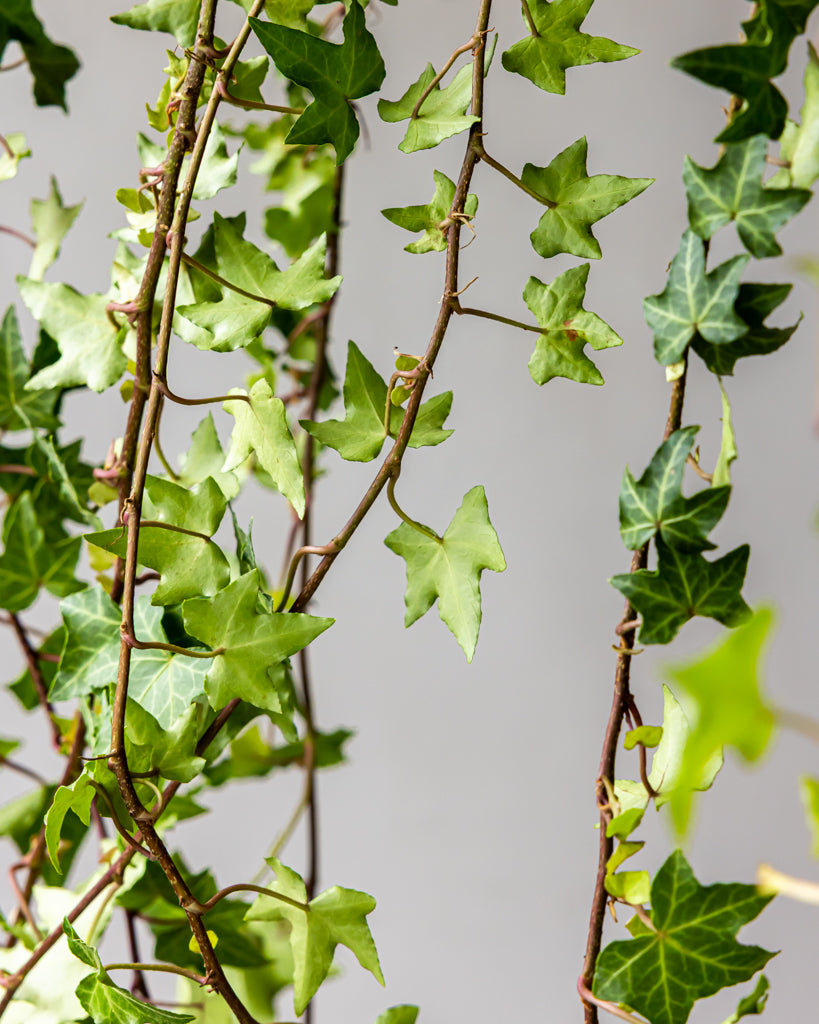 Green Ivy Bunches