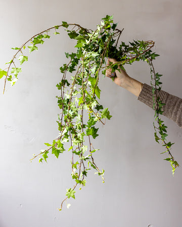 Green Ivy Bunches