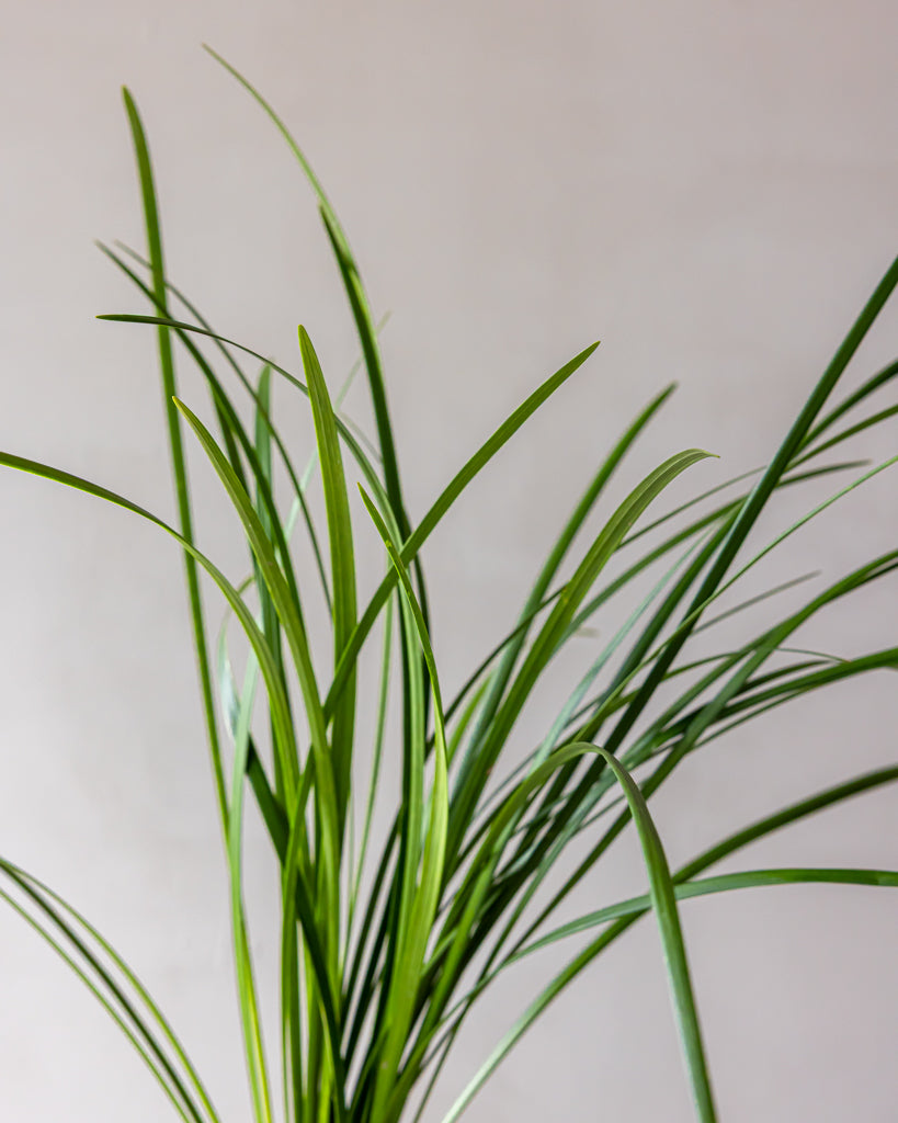 Green Lilly Grass Bunches