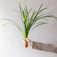 Green Lilly Grass Bunches