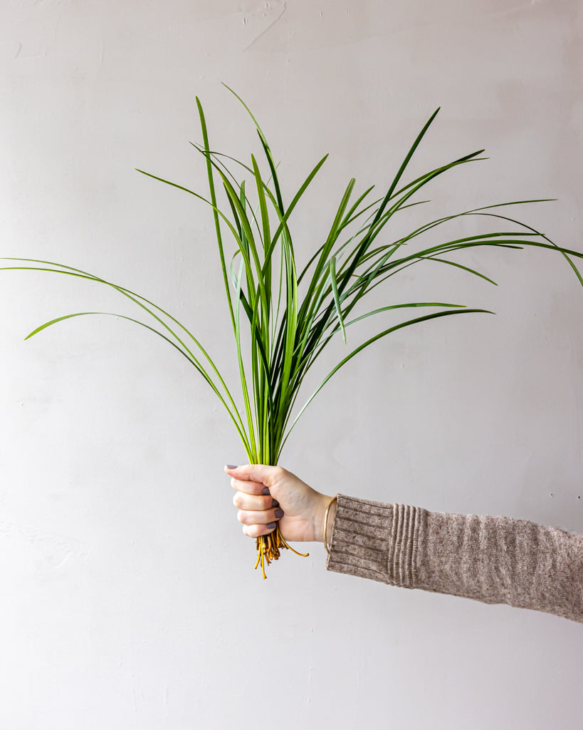 Green Lilly Grass Bunches