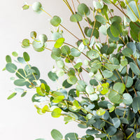 Gunnii Eucalyptus Bunches