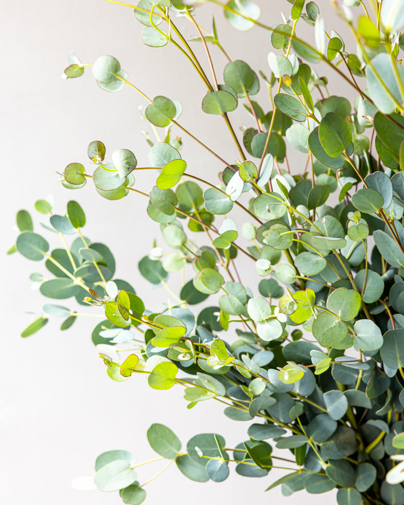 Gunnii Eucalyptus Bunches